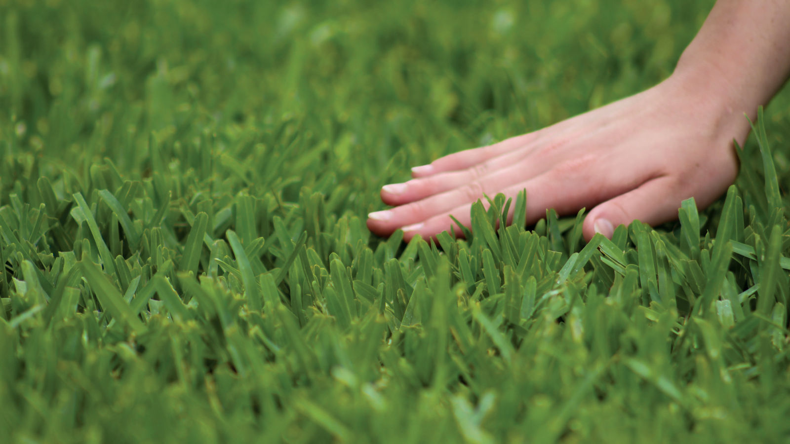 Scotts® ProVista™ Kentucky Blue Grass
