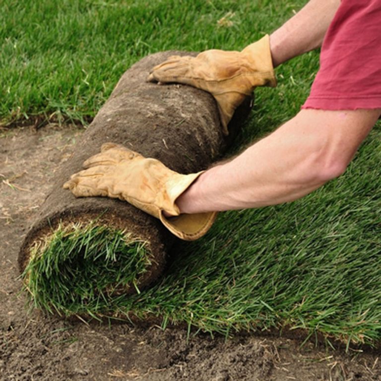 Order Online Kentucky Bluegrass Sod In Michigan Debucks Sod Farm Mi