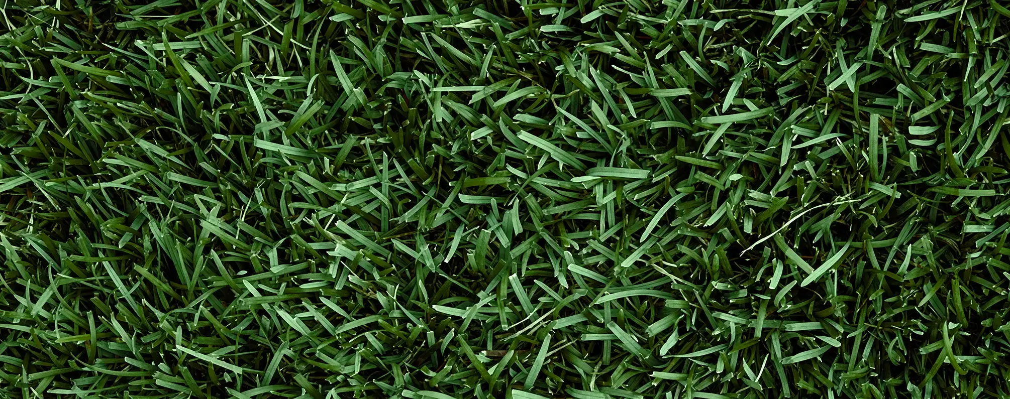 Best Provista Bluegrass Sod in Michigan