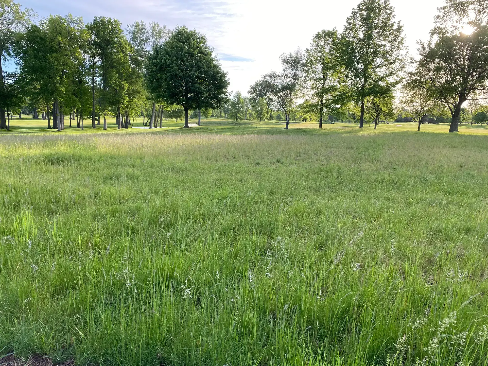 Fine Fescue Sod for Golf Courses Michigan Where do I get Sod