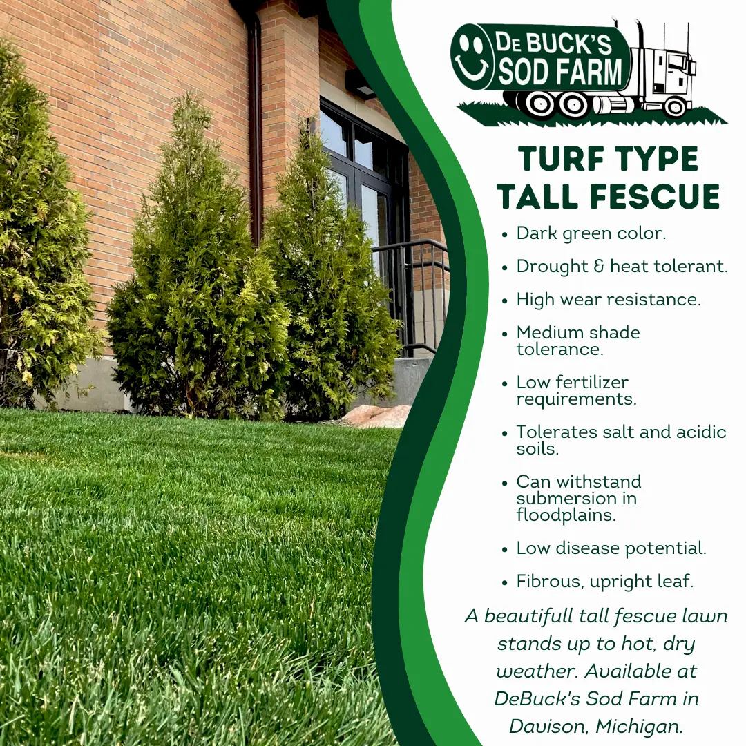 Tall Fescue Sod